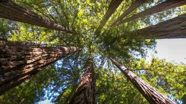 Best Utility Line Clearance  in Green Valley, CA