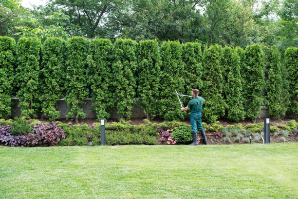 Best Lawn Disease Treatment  in Green Valley, CA