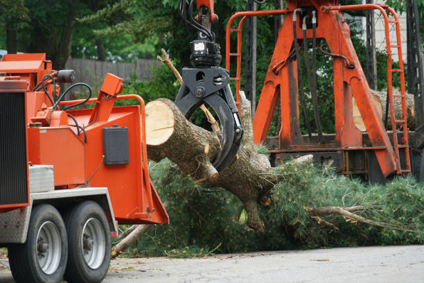 Best Fruit Tree Pruning  in Green Valley, CA