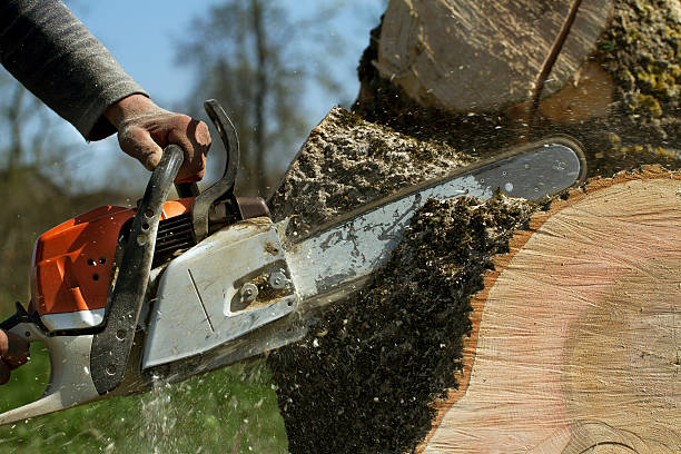 Best Tree Preservation Services  in Green Valley, CA